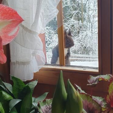 Maja Künzi aus Adelboden wird von ihrem Eichhörnchen "Max" begrüsst.