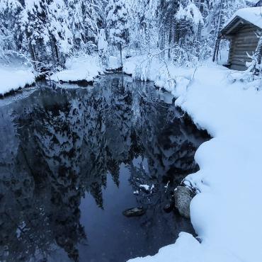 Ein stimmiges Licht im Tannenwald beim Fischseeli im Suldtal - Bild: Robert Allenbach, Aeschi