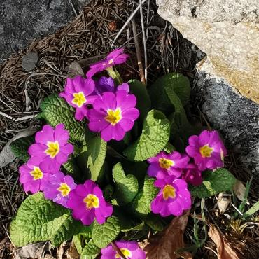 Frühlingsgrüsse mit diesen Primeln von Paul Wermuth aus Frutigen.